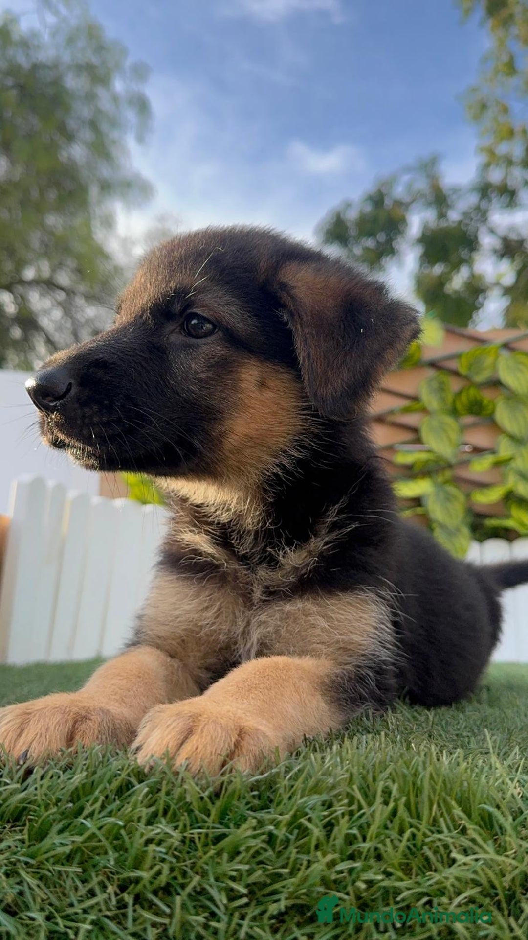 Pastor Alemán perros en venta: PASTOR ALEMAN HEMBRA - Imagen 5