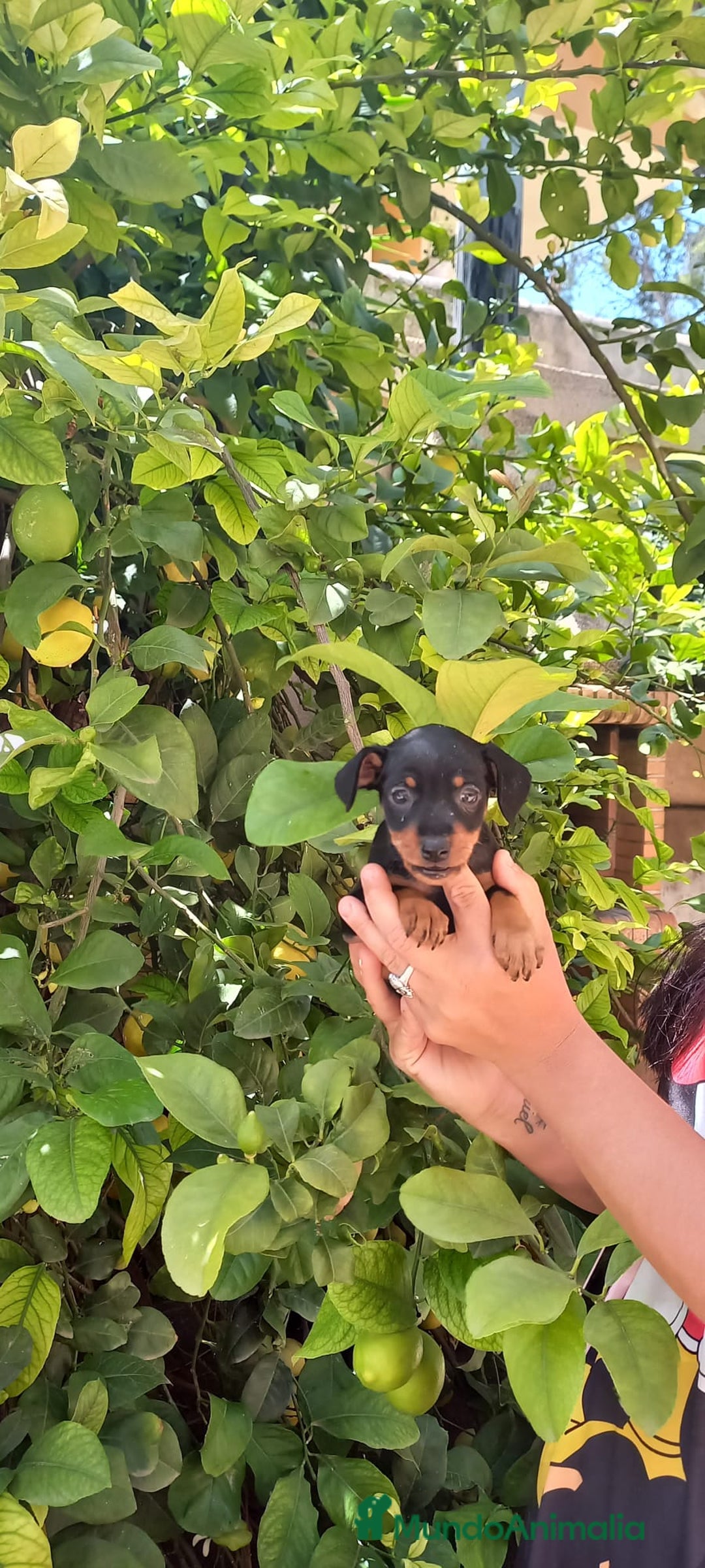 Pinscher Austríaco de Pelo Corto perros en venta: Pinche miniatura calidad y selección - Imagen 3