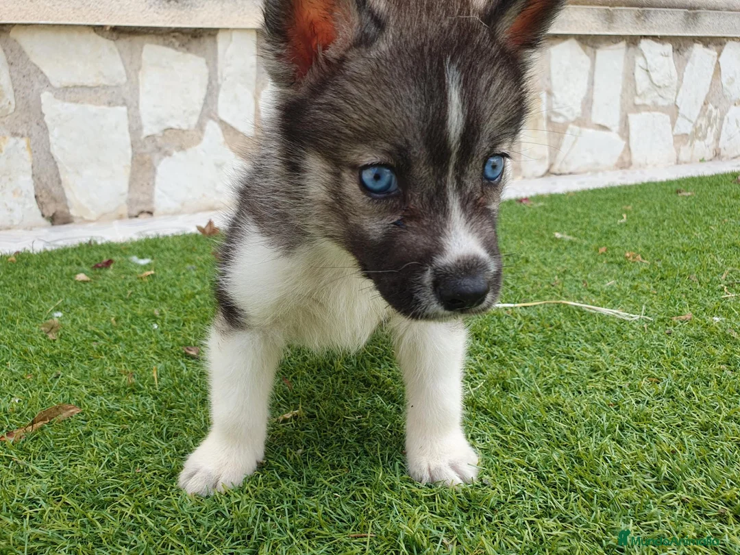 Husky Siberiano perros en venta: Husky Jet Black y Agouti EXÓTICOS - Anuncio 17