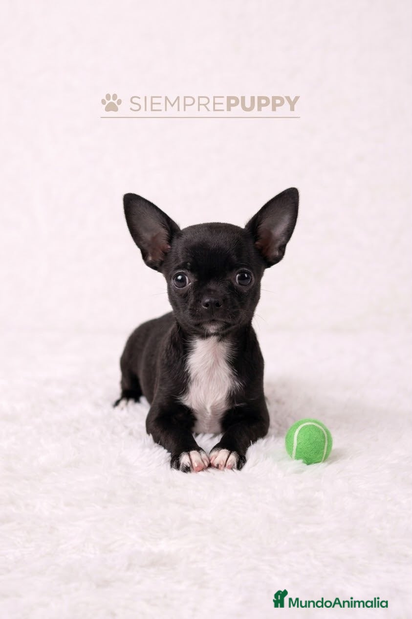 Chihuahua perros CHIHUAHUA MINI TOY HEMBRA - Anuncio 5