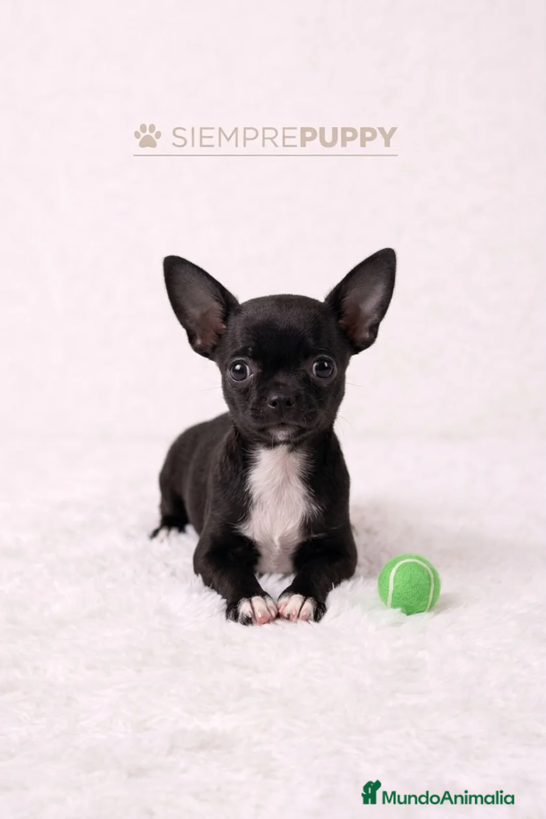 Chihuahua perros en venta: CHIHUAHUA MINI TOY HEMBRA - Anuncio 1