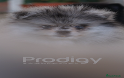 Pomerania perros en venta: 🌌 Prodigy – Pomerania exótico Merlé 🐾 - Imagen 6