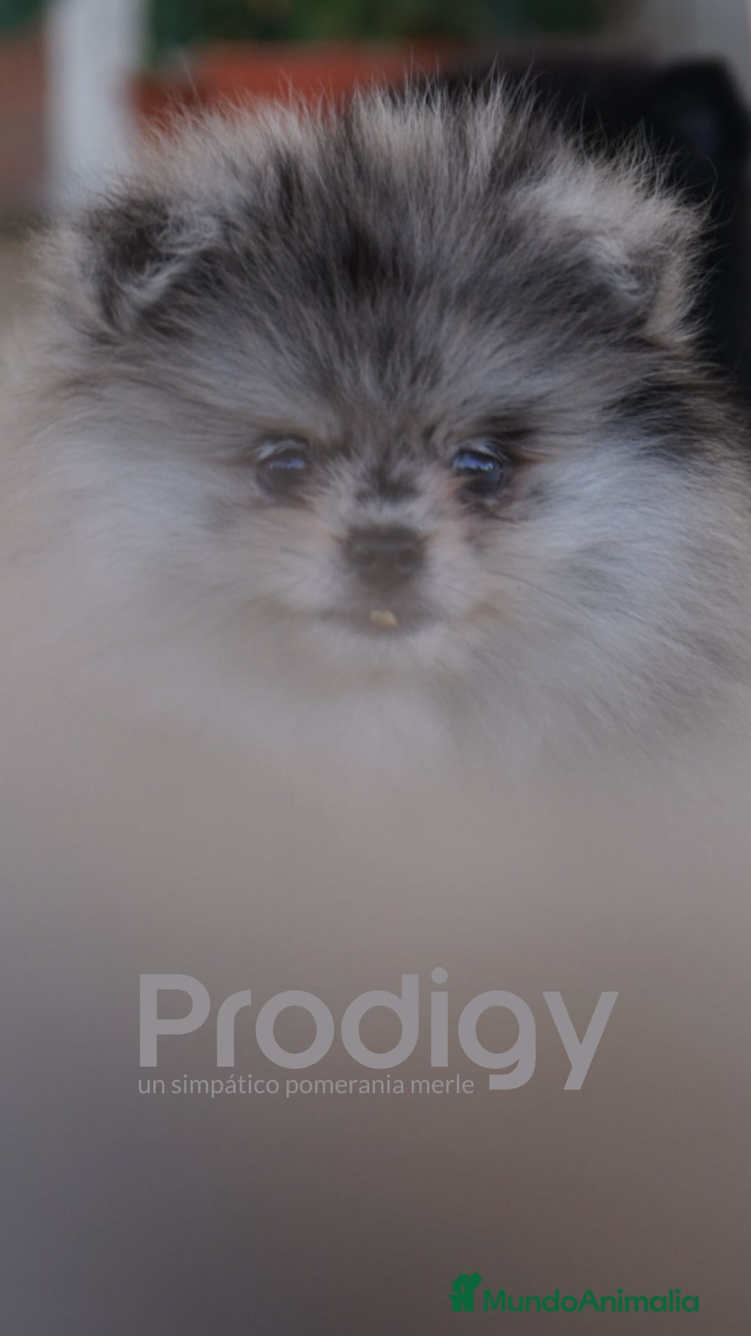 Pomerania perros en venta: 🌌 Prodigy – Pomerania exótico Merlé 🐾 - Imagen 6