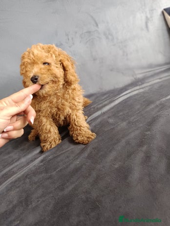 Caniche Toy perros en Badajoz - Anuncio 13