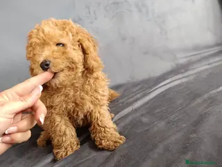 Caniche Toy perros Caniche toy en Badajoz - Anuncio 18