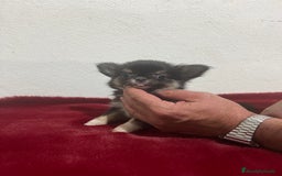 Chihuahua perros en venta: CHIHUAHUA 3 - Imagen 2