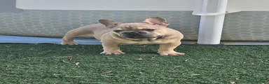 Ben
