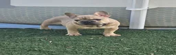 Bulldog Francés perros en venta: Bulldog francés exoticos  - Anuncio 3