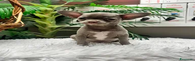 Chihuahua 1