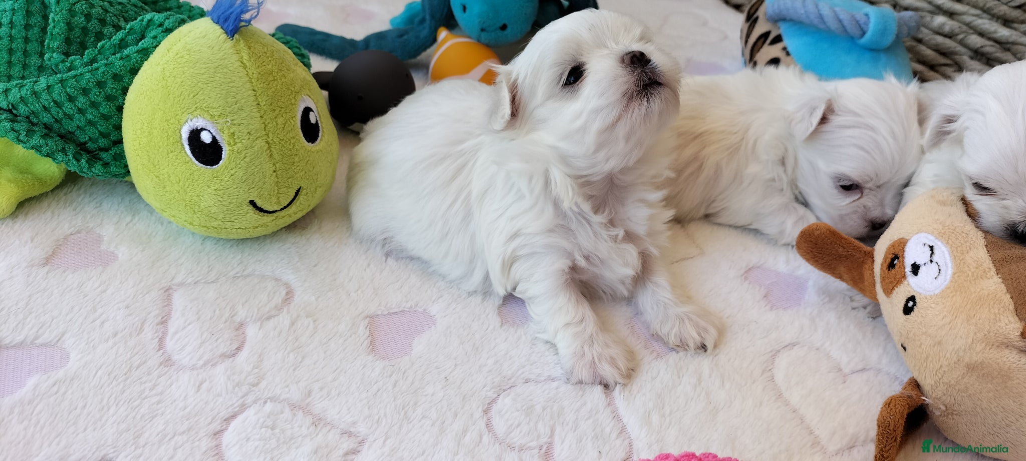 Bichón Maltés perros Preciosos cachorros Shih Tzu de tamaño pequeño - Anuncio 1