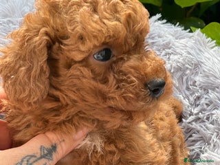 Caniche Toy perros en Barcelona - Anuncio 31