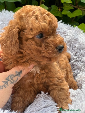 Caniche Toy perros en Barcelona - Anuncio 17