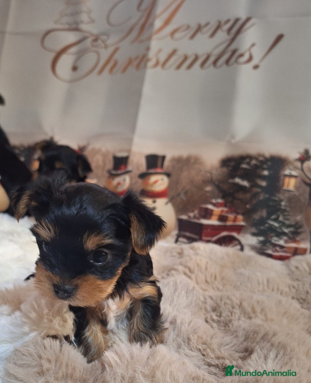 Yorkshire Terrier perros en venta: Cachorros Yorkshire  - Anuncio 2