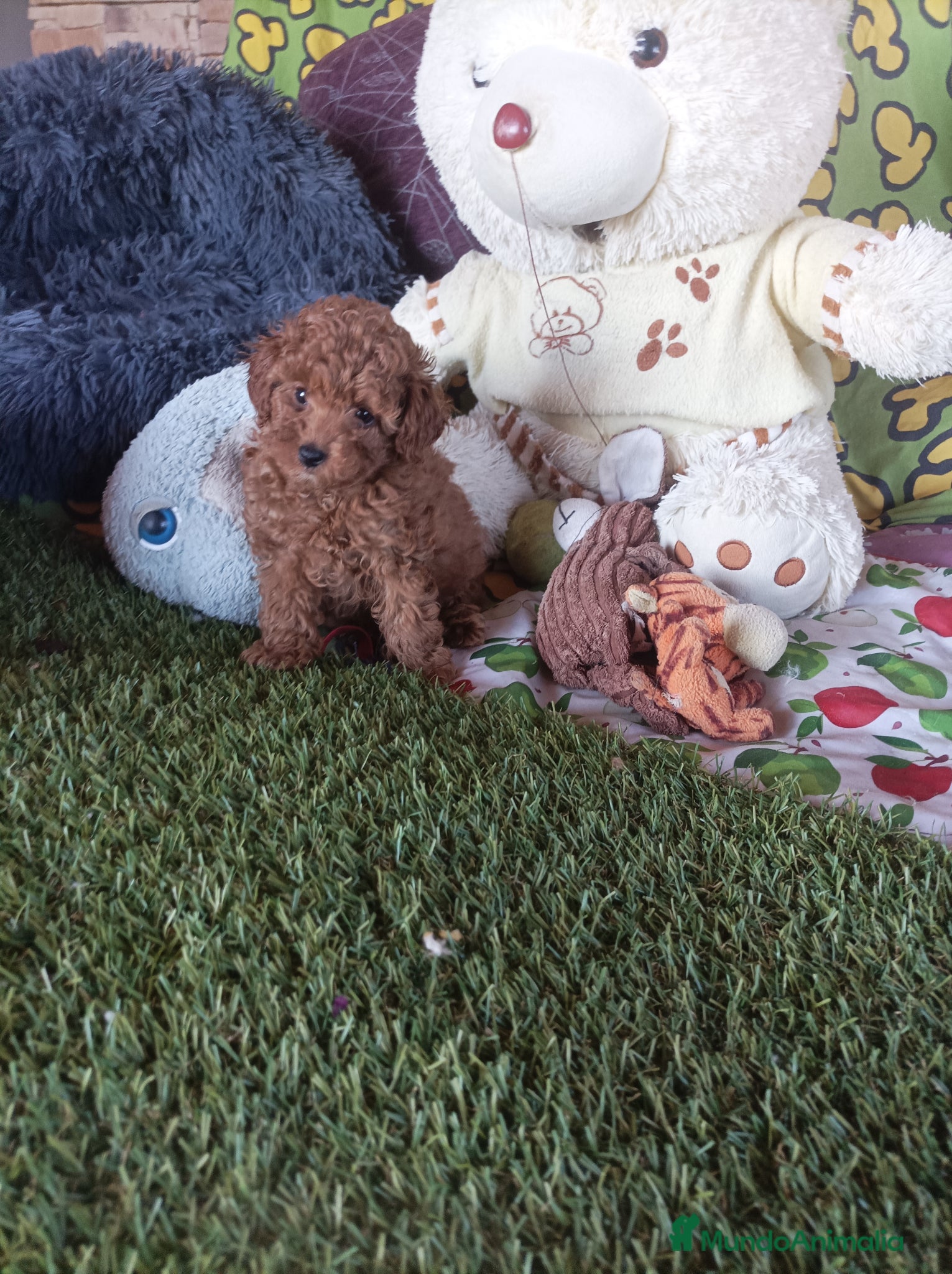 Caniche Toy perros Cachorritos caniche toy - Anuncio 1