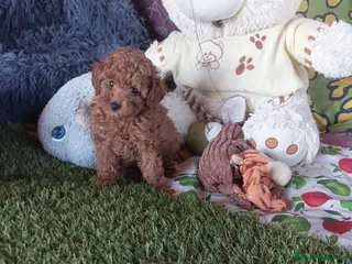 Caniche Toy perros Cachorritos caniche toy - Anuncio 1