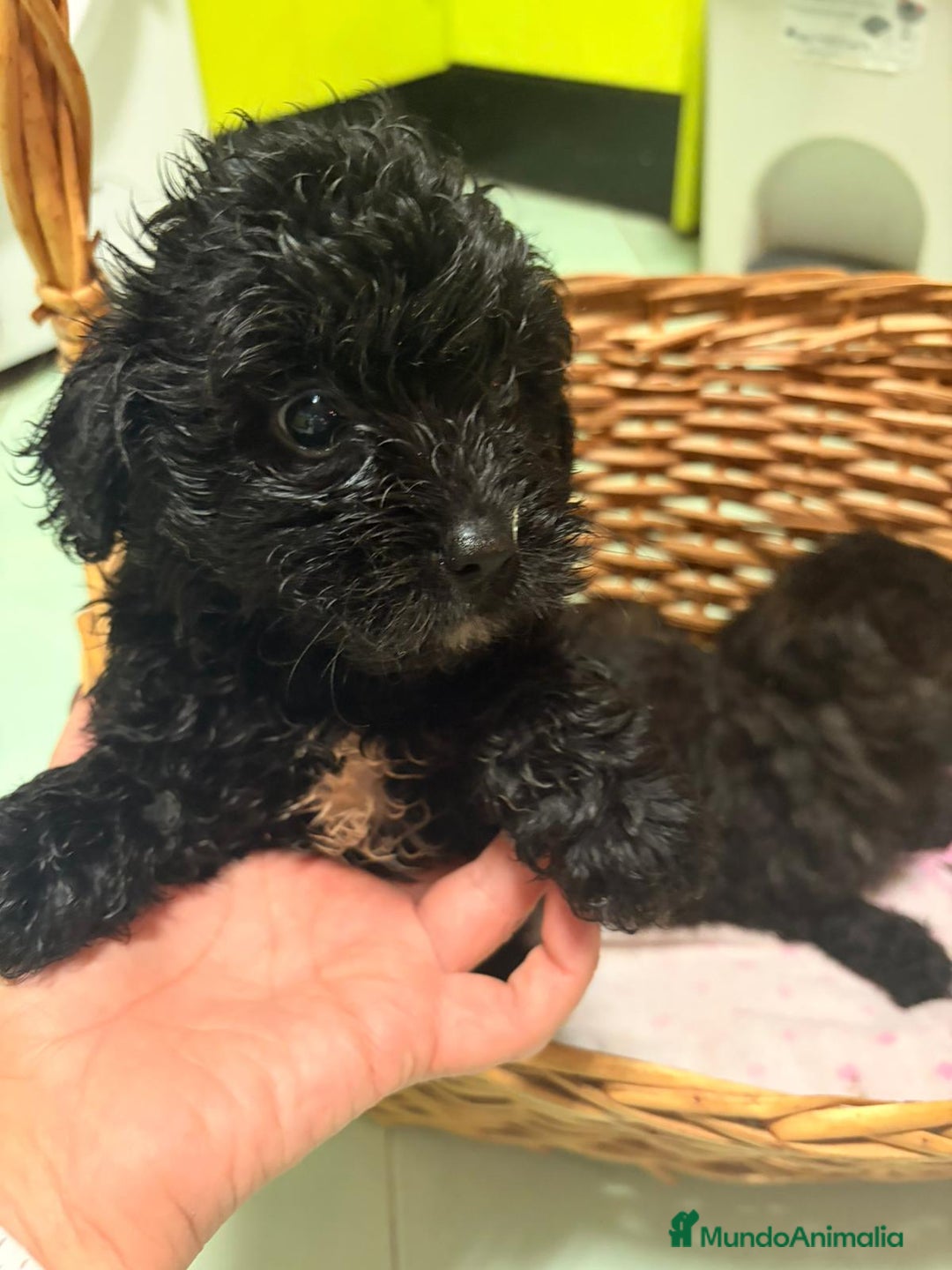 Raza Mixta perros en venta: Cachorritos de chipoo - Imagen 2