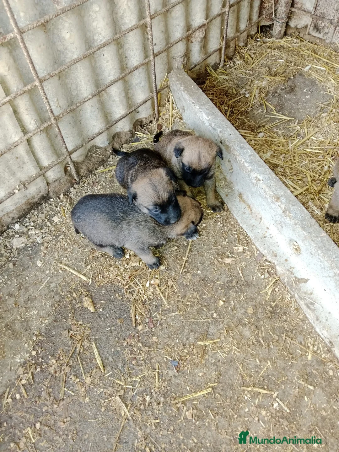 Pastor Belga Malinois perros en venta: CACHORROS PASTOR BELGA MALINOIS  - Anuncio 2