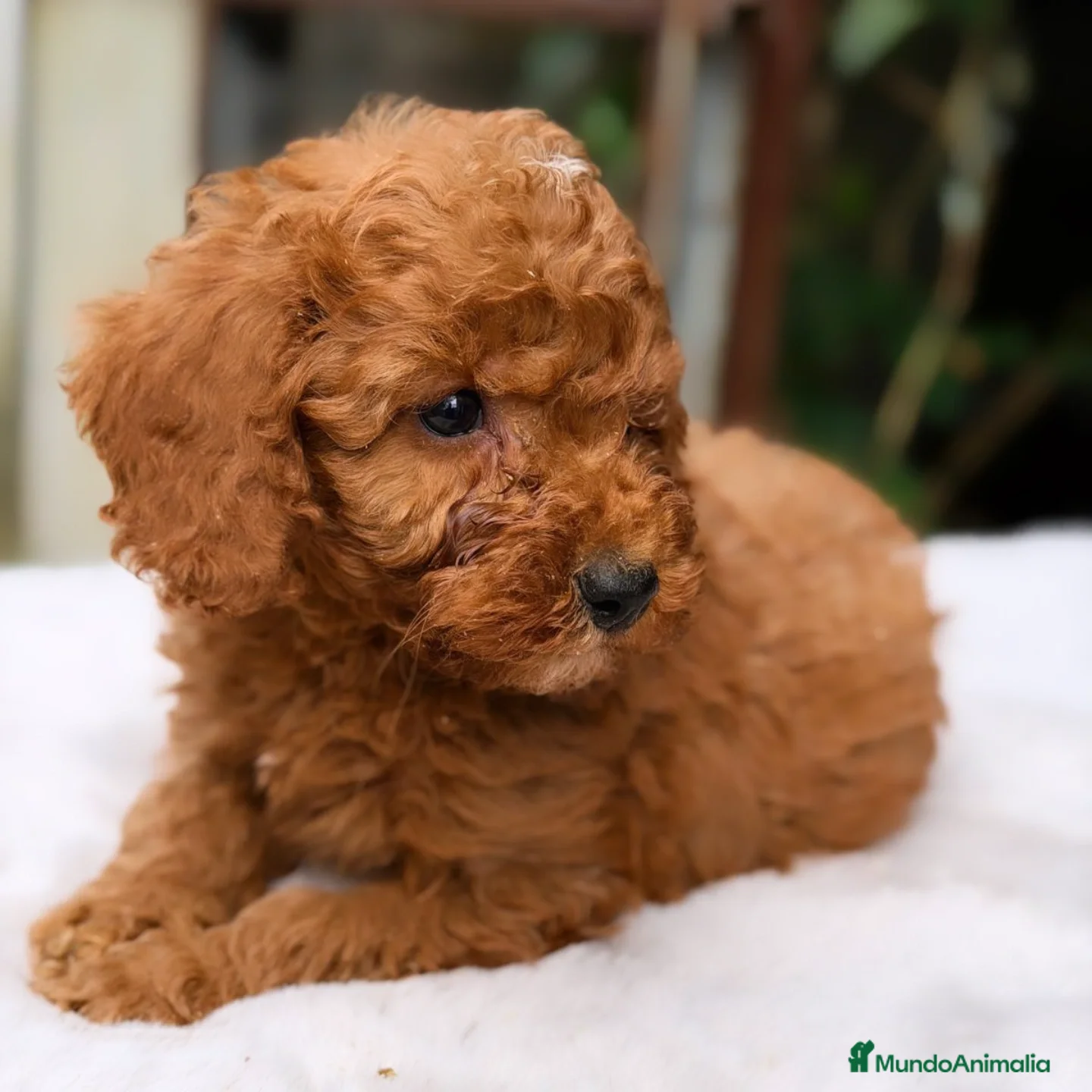 Caniche Enano perros CANICHE ROJO INTENSO - Anuncio 2