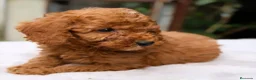 Caniche Enano perros en venta: CANICHE ROJO INTENSO - Anuncio 1