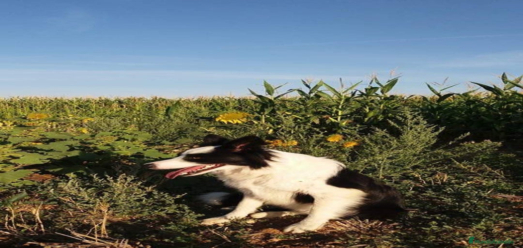 Imagen de galería {{count}}