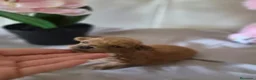 Caniche Toy perros en venta: Caniche tácita  - Anuncio 6