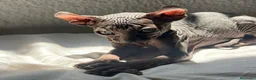 Sphynx gatos en venta: Elf 91 - Anuncio 3