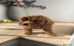 Caniche Toy perros en venta: Caniche hembra Apricot y Roja - Anuncio 2