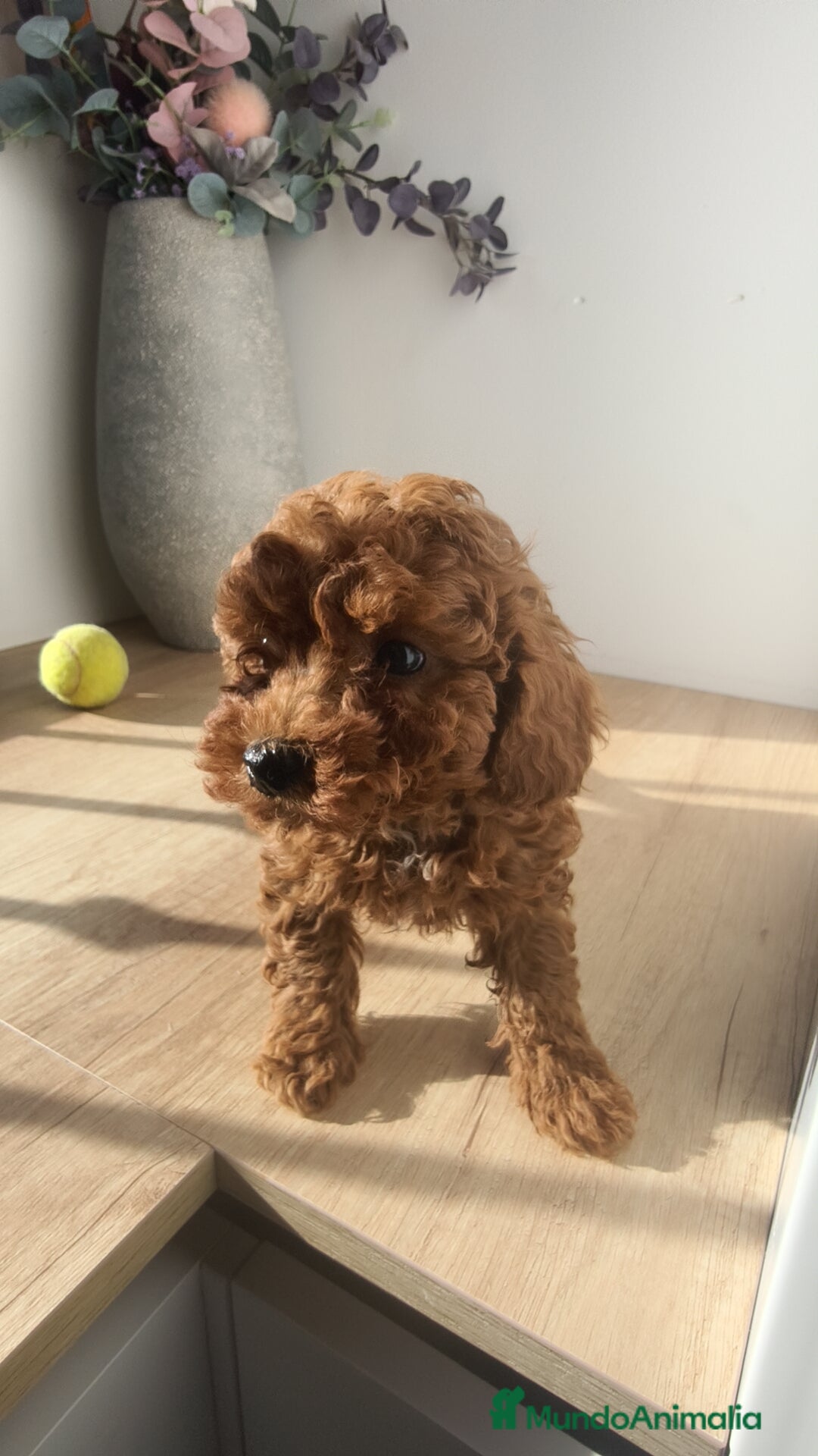 Caniche Toy perros en venta: Caniche hembra Apricot y Roja - Anuncio 2