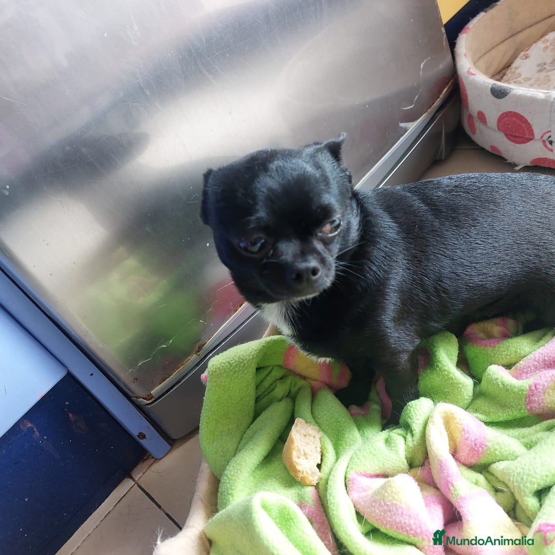 Chihuahua perros en venta: Chihuahuas puros - Imagen 2