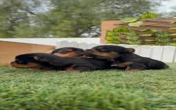 Yorkshire Terrier perros en venta: YORKSHIRE TERRIER MACHOS - Imagen 10