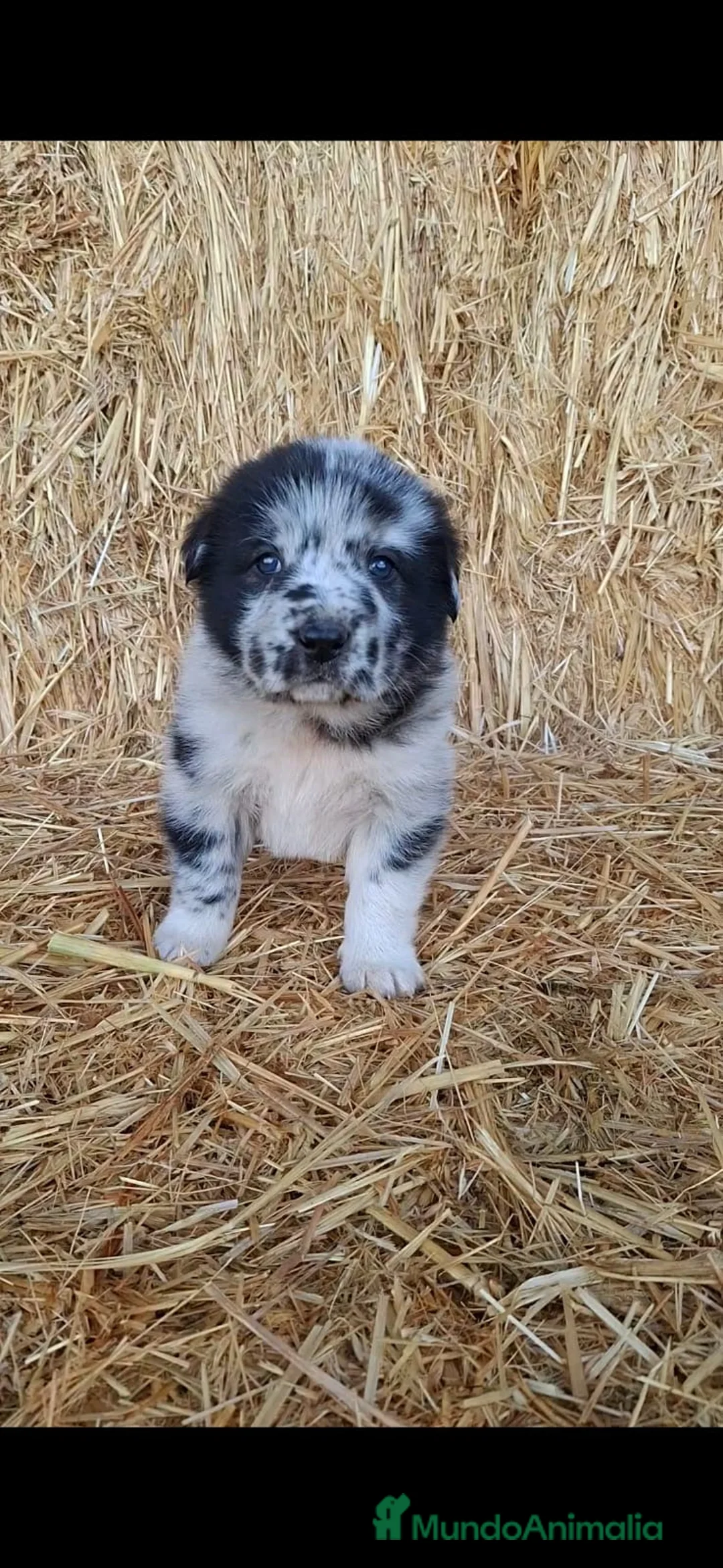 Mastín Español perros en venta: Preciosa mastín merle hembra - Anuncio 1