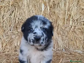 Mastín Español perros Preciosa mastín merle hembra - Anuncio 1