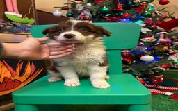 Border Collie perros en venta: Últimos cachorros de Boder collie!! - Anuncio 6