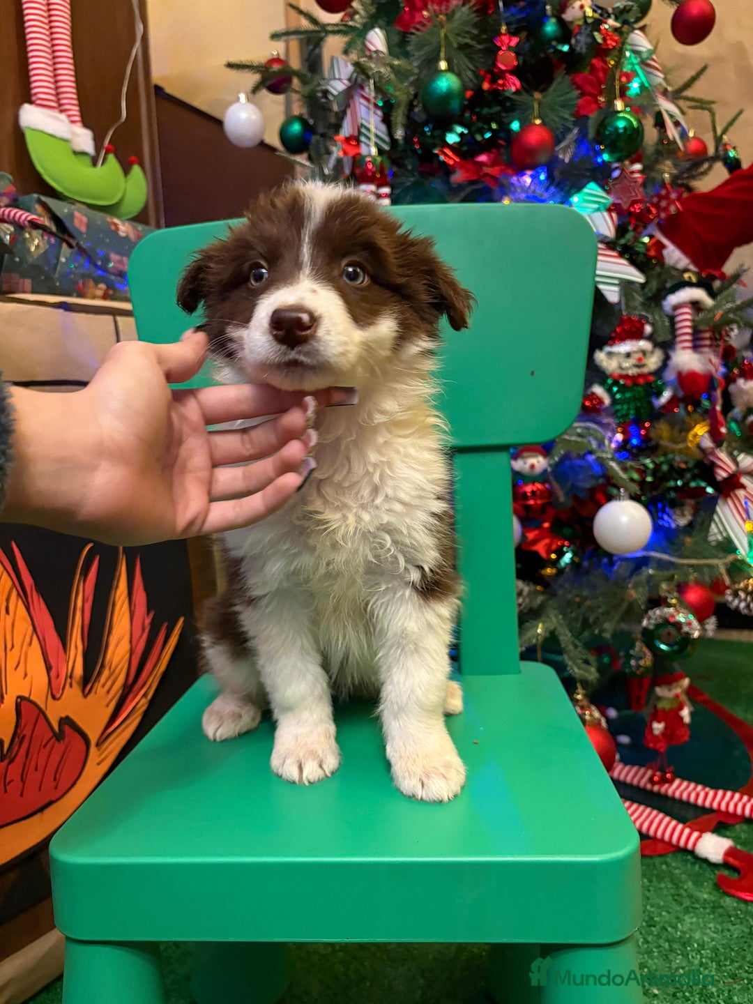 Border Collie perros en venta: Últimos cachorros de Boder collie!! - Anuncio 6