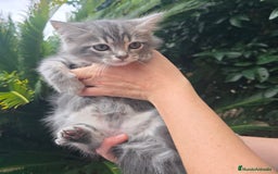Británico de Pelo Corto gatos en venta: Gatcot.com - Imagen 1
