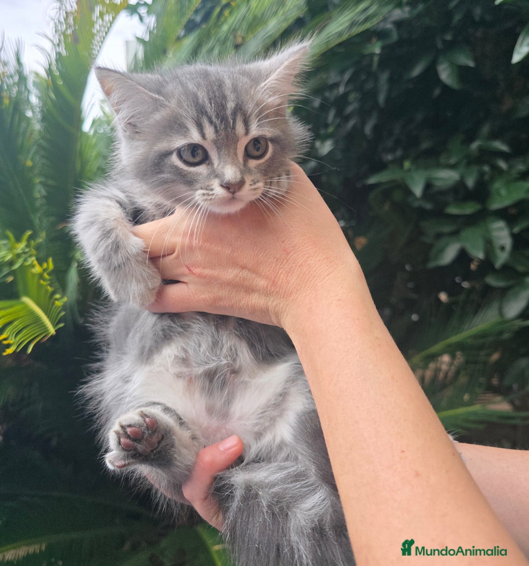 Británico de Pelo Corto gatos en venta: Gatcot.com - Imagen 1
