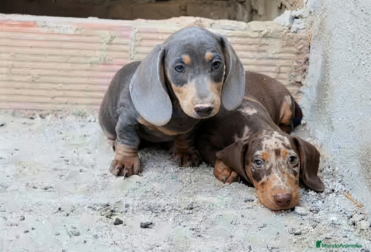 Teckel Miniatura perros Teckel miniatura - Anuncio 3