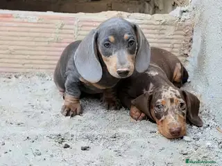 Teckel Miniatura perros Teckel miniatura - Anuncio 3