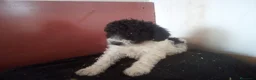 Perro de Agua Español perros en venta: PDA MARISMEÑOS - Anuncio 3