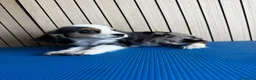 Cocker Spaniel Americano perros en venta: Cachorros cocker - Anuncio 3