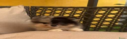 Pomerania perros en venta: Pomerania blue merle - Anuncio 3