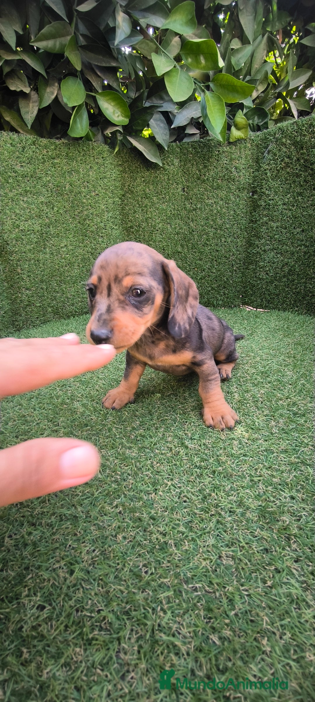 Teckel Miniatura perros en venta: teckel miniatura  - Imagen 17