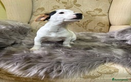 Jack Russell Terrier perros en venta: Cachorros de Jack Russell  - Imagen 11