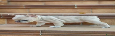 Bulldog Francés 1