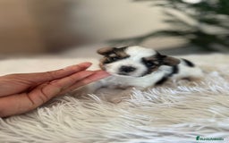 Yorkshire Terrier perros en venta: YORKSHIRE BIEWER HEMBRA - Anuncio 11