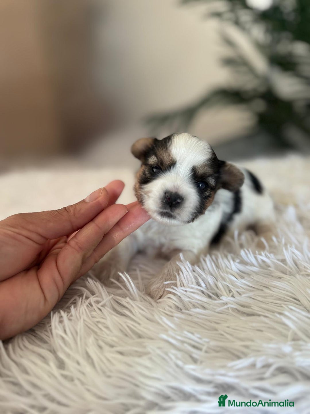 Yorkshire Terrier perros en venta: YORKSHIRE BIEWER HEMBRA - Anuncio 11