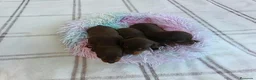 Teckel Miniatura perros en venta: TECKEL HEMBRITAS MINIATURAS CHOCOLATE FUEGO  - Anuncio 10