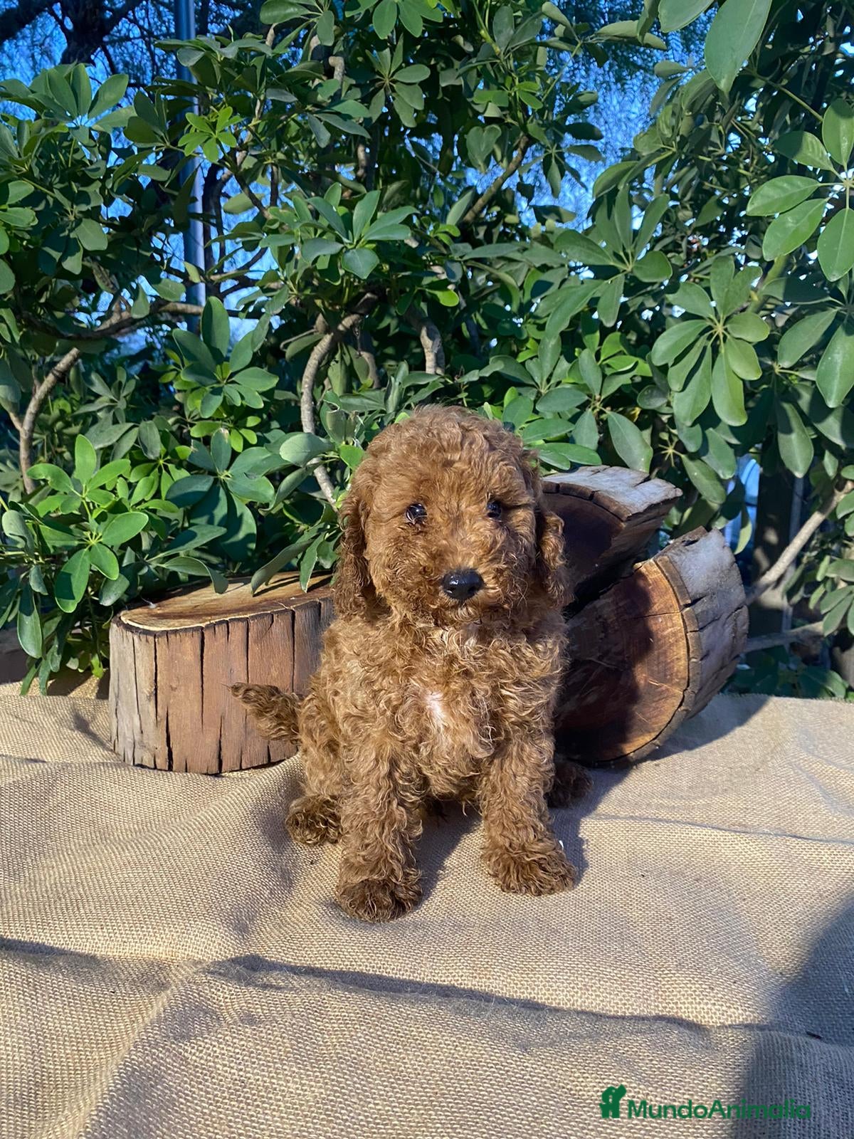 Caniche Toy perros en venta: PRECIOSOS CANICHE  ROJO LINEA ASIÁTICO  - Anuncio 10