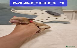 Caniche Toy perros en venta: Hembra y machos caniche toy  - Imagen 4