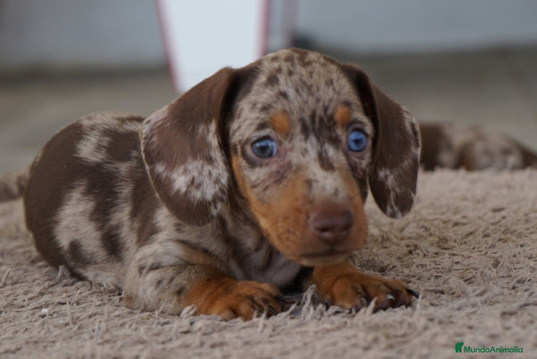 Teckel Miniatura perros en venta: 🐾 Frisco – Teckel miniatura merlé chocolate 🐾 - Imagen 8